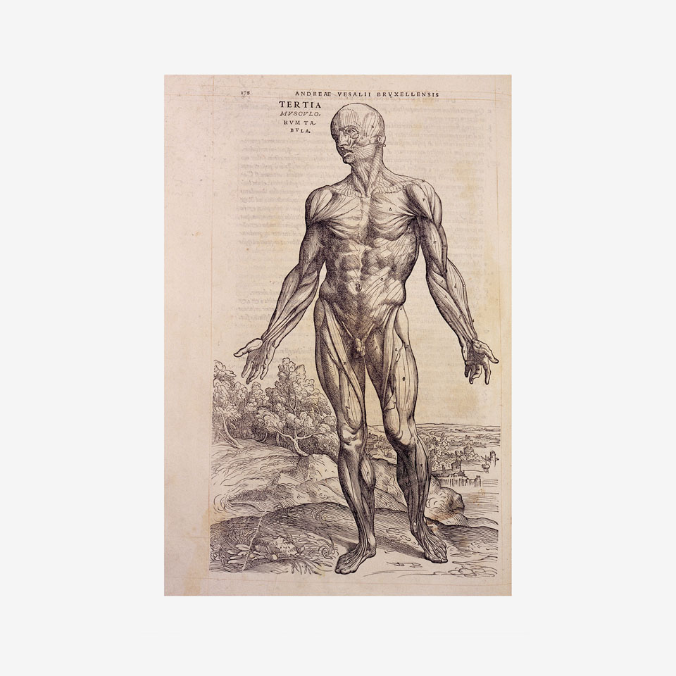 Vesalius - anatomischer Atlas - 1543